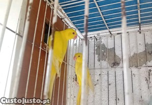 imagem_3