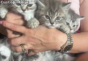 Gatinhos Scottish fold e straight