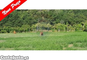 Terreno Plano Para Cultivo Com �rea Total De...