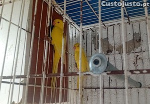 imagem_4