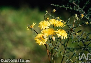 imagem_40