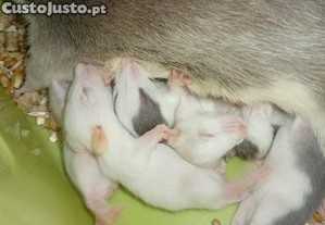 imagem_4