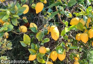 imagem_33