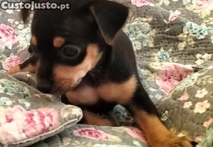 Pinscher fmea linda