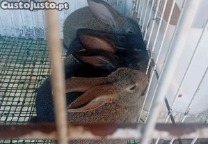 imagem_1