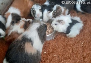 Lote porcos da india