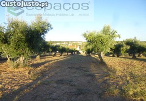 Terreno Rstico Com Oliveiras Tradicionais -...