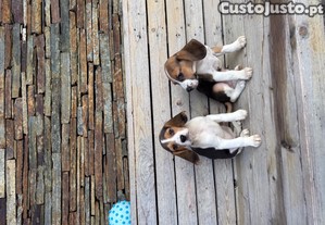 Beagles tricolor