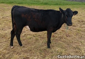Geixa Angus com 1 ano