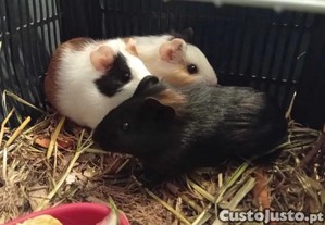 Porquinho da india, juvenis