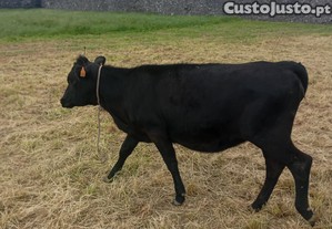Geixa Angus com 1 ano