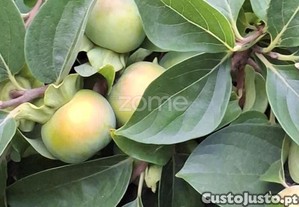 Quinta Com Casa - Travanca De Lagos -Oliveira...