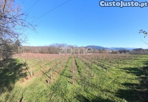 Quinta Agrcola 13300M2 Em Barreiros, Amares