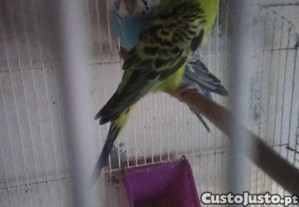 imagem_1