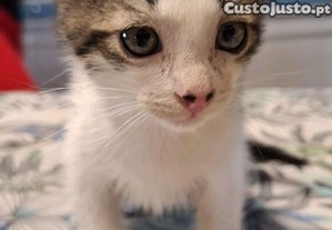 imagem_5