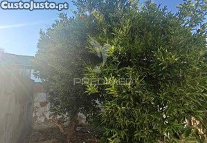 imagem_11