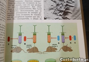 imagem_5