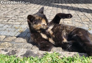 1 ou 2 Gatinhas super meigas ( 5 meses )