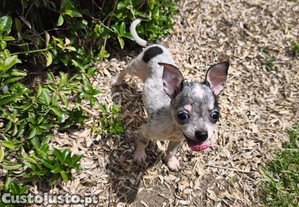 Chihuahua fêmea disponível para entrega imediata