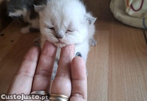 Gatinhas scottish straight puros