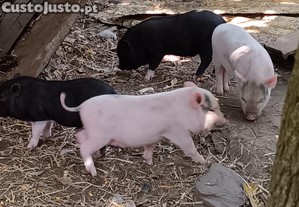 Mini porcos (mini pig)