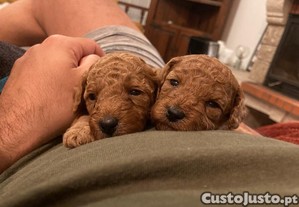 imagem_5