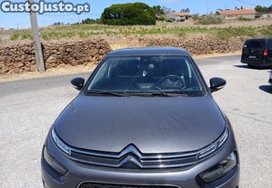 Citron C4 cactus - 20