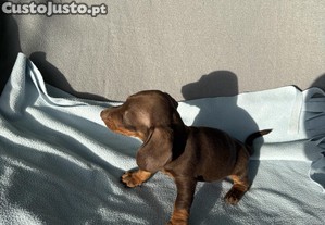 imagem_6