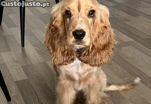 Adoo responsavel -Cocker Spaniel macho 5 meses   vacinado, microchip, Montijo