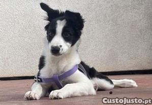 Border collie fmea com 4 meses