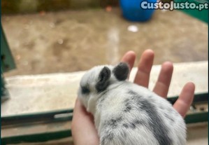 imagem_2
