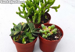 Suculenta e cactos raros de colecção - em vaso