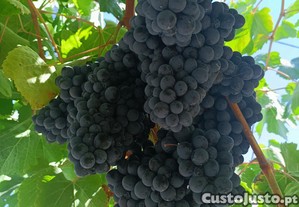 Cachos de uvas para vinho