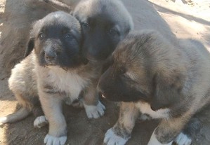Três cachorrinhos nascidos a 4 de Marco
