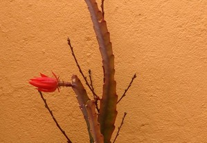 Flor da espécie Pitaya - Dá uma Flor Vermelha