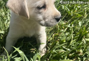 Bebé labrador retrivier