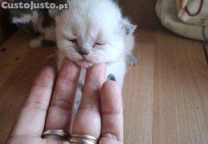 Gatinhos scotihts  muito fofinhos