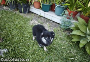 Spitz alemo ano Lulu da Pomernia criado em ambiente familiar