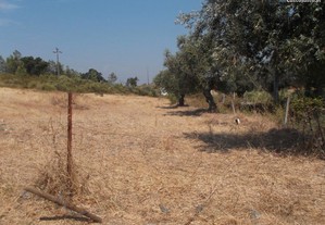 Terreno com sobreiros e oliveiras