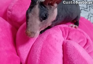 Porquinhos da india Skinny