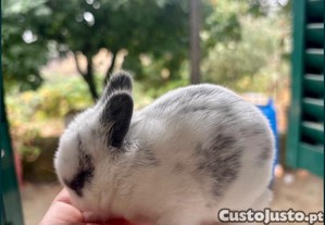 imagem_2