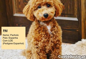 imagem_8