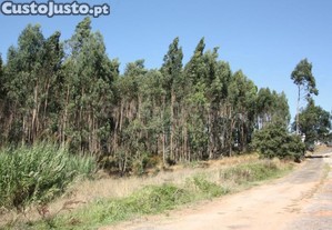 imagem_11