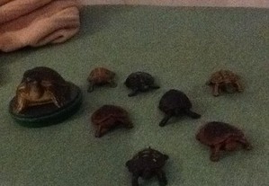 várias tartarugas borracha/plástico-colecionadores
