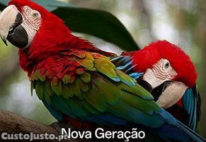 imagem_3
