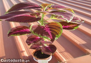 Planta Coleus, de interior / exterior. 8 euros