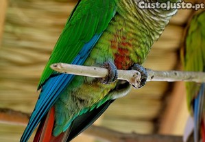 Aves Pyrrhura molinae