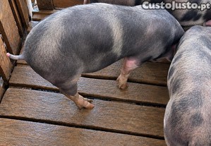 imagem_1