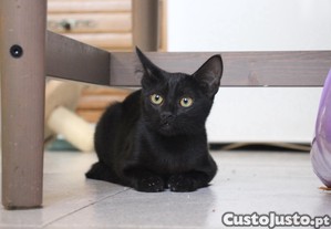 Clo, gatinha disponvel para adoo responsvel