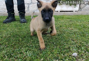 Pastor belga disponível